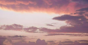 남바완 자연의 숨결을 담은 꽃잎 압화 액자 | 브랜드원